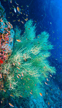 Beautiful Gorgonian Corals on a Tropical Coral Reef Underwater. The intricate sea fans create elegant shapes and textures that provide habitat for marine life.