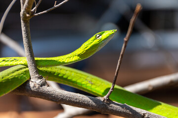 Obraz premium Bright green Asian vine snake coiled gracefully on tree branches in sunlight.