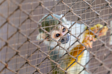 Squirrel monkey clinging to a wire mesh enclosure fence while holding onto the wire. © wannasak