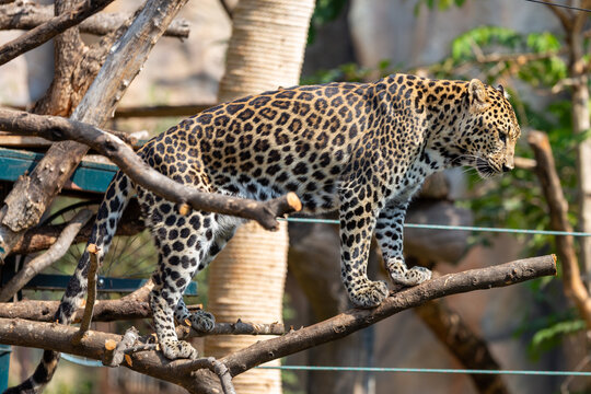 Spotted leopard walking carefully along wooden tree branches in an enclosure.