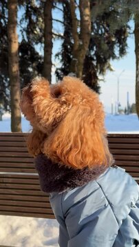 Apricot poodle paused on bench during winter walk in snowy park with distant wind turbines