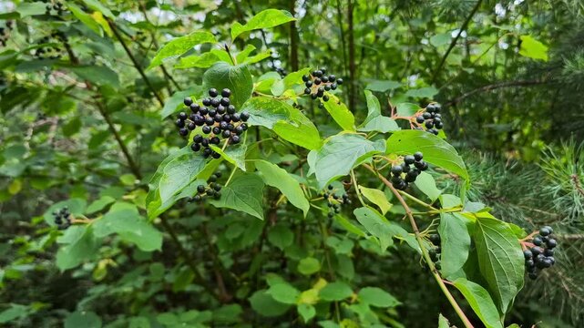 Branch of Cornus sanguinea dogwood shrub with dark black ripe berries and green leaves growing in a sunlit mountain landscape habitat.