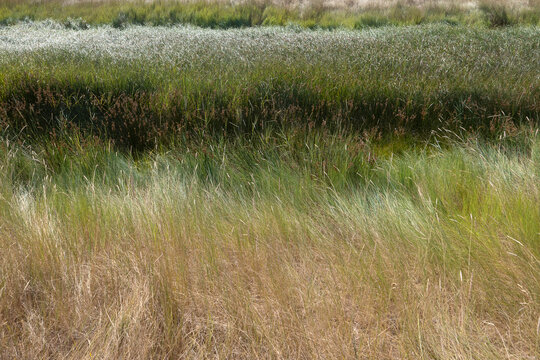 Coastal marsh grasses forming natural green and golden layers in Het Zwin Nature Park West Flanders Belgium on a sunny day