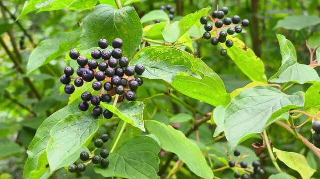 Branch of Cornus sanguinea dogwood shrub with dark black ripe berries and green leaves growing in a sunlit mountain landscape habitat.