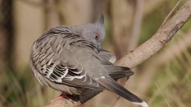 Eurasian Turtle Dove Preening on Branch