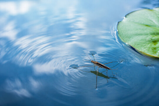 Water strider insect on calm blue water with lily pad, nature and aquatic ecosystem concept