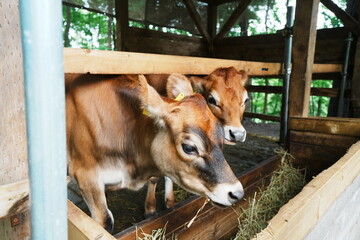 夏の栃木県那須の牛舎で並んで飼い葉桶の干し草を食べる二頭の子牛 © nfumi