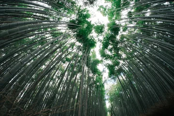 Fotobehang Badkamer Low angle fisheye view looking up at tall green bamboo trees towering toward the sky in Arashiyama Bamboo Grove  © 2p2play