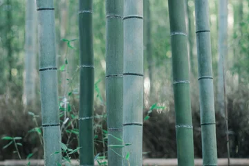 Fotobehang Badkamer Close-up shot of green bamboo stalks in the famous Arashiyama Bamboo Grove, Kyoto, Japan.  © 2p2play