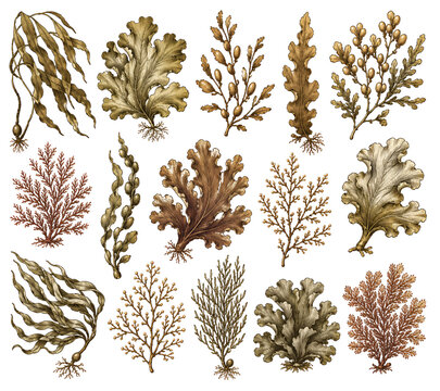 Vintage seaweed algae underwater botanical illustration set isolated on white background