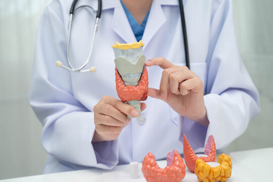 Hyperthyroidism, Overactive Thyroid, Thyroid Lymphoma, Asian doctor with thyroid gland human anatomy model in hospital.