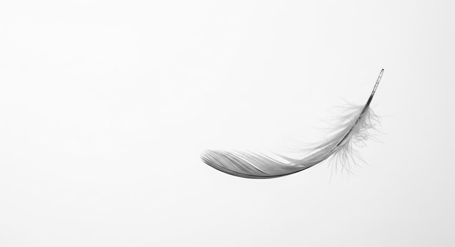 A Single Delicate Feather Floating Gracefully on a White Background.