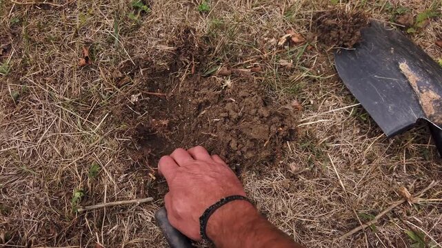   Treasure hunter with metal pin pointer search treasure in field 