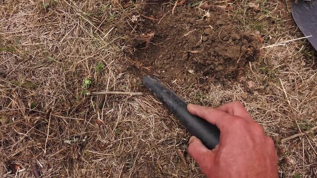  Treasure hunter with metal pin pointer search treasure in field 