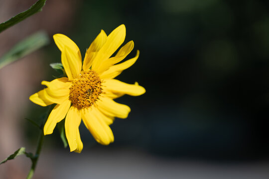 Yellow sunchoke flower blooming representing an organic farming concept. High-quality professional stock photography showcasing wild flora beauty, natural environmental preservation