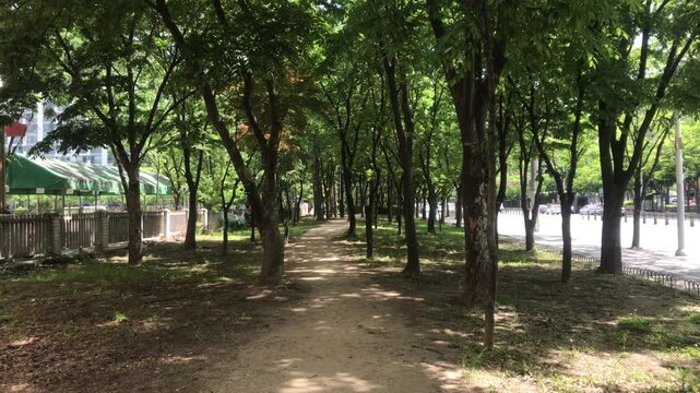 A tranquil walking path shaded by lush green trees in an urban park in Daegu, South Korea, showcasing eco-friendly city life 대구 도심 산책로 가로수길