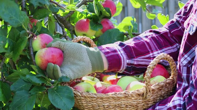 Farmer harvesting ripe apples from garden tree into basket, organic fruit picking in rural orchard, traditional hand collection for fresh organic crop produce and autumn harvest.