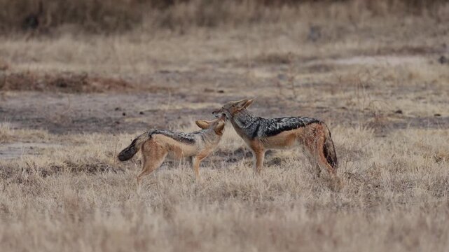 a pair of black backed jackals grooming - early morning on a winters day