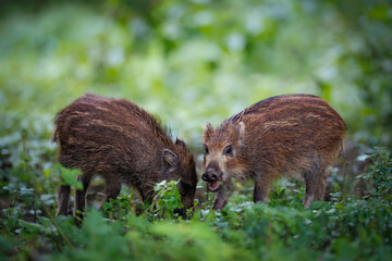 Two striped wild boar piglets (Sus scrofa) foraging together in dense green forest undergrowth © Branislav