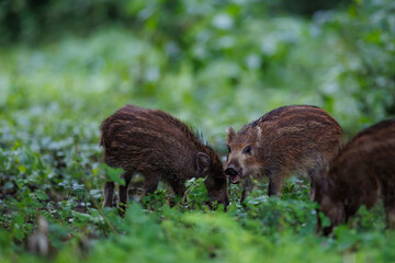 Two striped wild boar piglets (Sus scrofa) foraging together in dense green forest undergrowth © Branislav