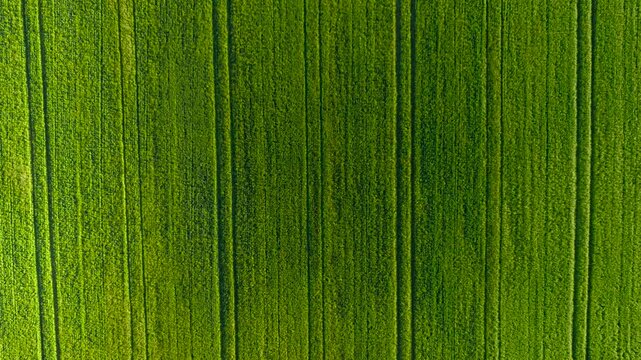 Wheat Cultivation expanding across productive farmland under favorable growing conditions. Green cereal crop forming uniform field coverage throughout managed agricultural acreage. Food production