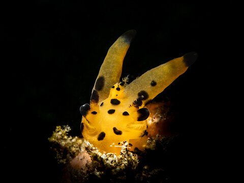 Pikachu nudibranch (Thecacera pacifica)