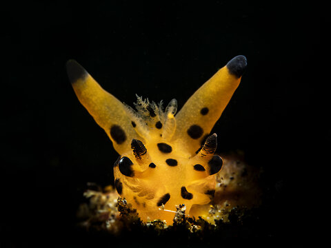 Pikachu nudibranch (Thecacera pacifica)