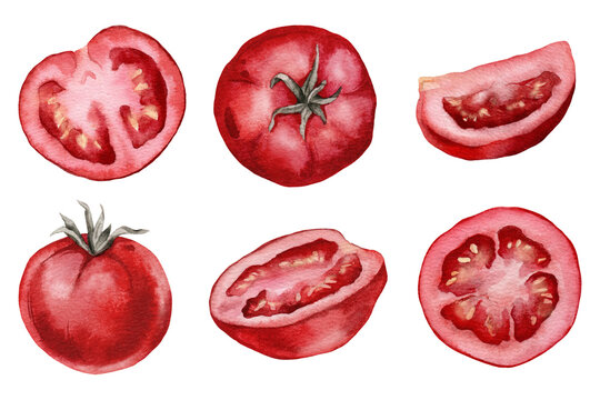 Hand painted watercolor tomato set of elements, whole fruits with stems, halves, slice and wedge in deep red, white background. Italian food illustration for restaurant menus, sauce, farmers labels