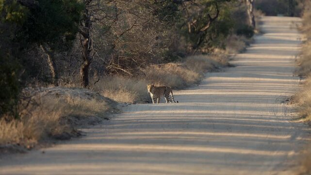 A mature male leopard pauses, then crosses the gravel road - early on a winter's morning