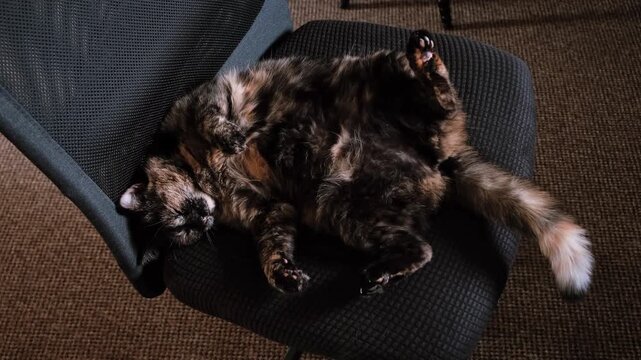 Tortoiseshell cat sleeping on its back on office chair, then it wakes up, licks its paw, and falls asleep curled up. Top view. Domestic pet relaxation, cozy feline rest, indoor comfort, lazy life. 4K.
