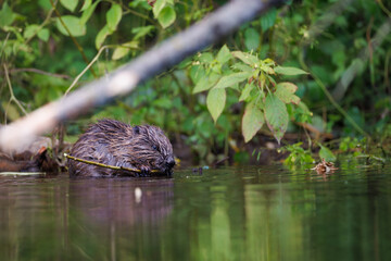 Eurasian beaver (Castor fiber) eating a wooden branch in water with reflection © Branislav