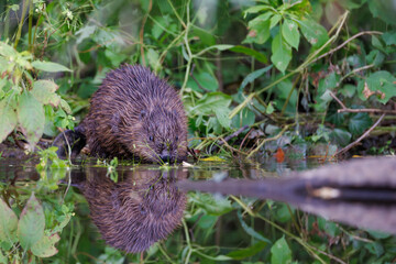 Eurasian beaver (Castor fiber) eating a wooden branch in water with reflection © Branislav