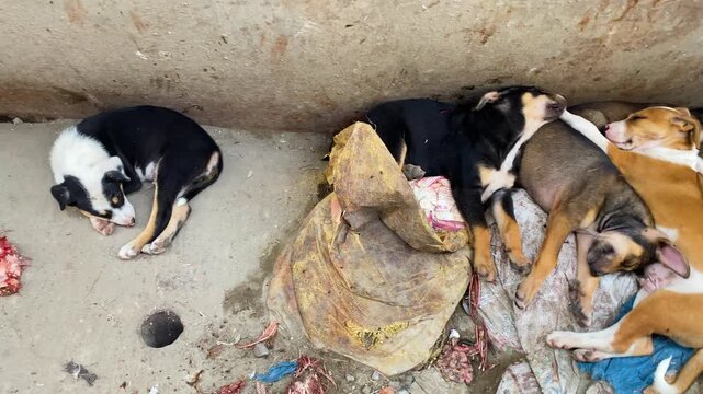 Stray puppies sleeping together on dirty sacks near raw chicken entrails