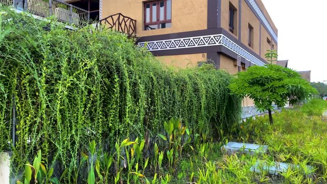 Lush green curtain creeper vine hanging on wall beside modern building with beautiful architecture
