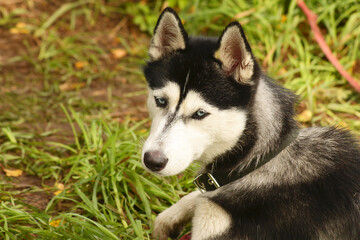 Husky dog on hunting walk with perked ears, alert posture. Close-up view. © Tatyana