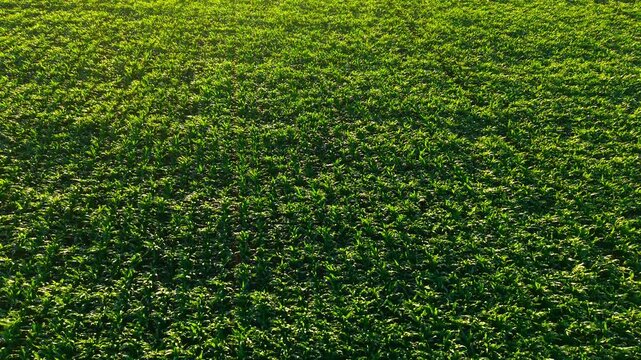 Expansive maize field with uniform crop rows. Healthy green vegetation across fertile farmland under golden evening light. Sustainable agriculture agribusiness and forage crop cultivation background