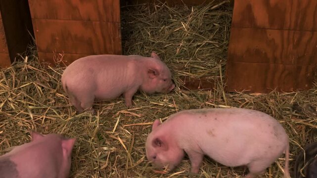 Three cute mini pigs are seen happily munching on hay inside their cozy enclosure. These small domestic animals are a popular attraction, showcasing their natural feeding behavior in a clean, straw-fi