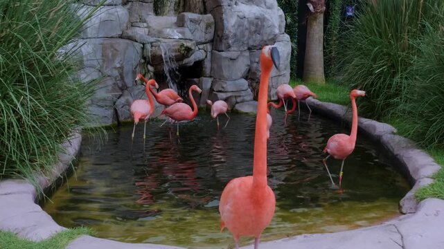 A vibrant pink flamingo stands prominently in the foreground, gazing directly at the camera, while a group of other flamingos bathe and interact in a beautiful pond with a rocky waterfall in the backg