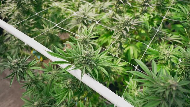 Mature cannabis colas press against a white trellis grid in bright grow-room light, showing dense buds and structured support system for modern cultivation visuals.