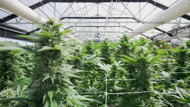 Tall marijuana colas heavy with buds rise through a white support net beneath a glass roof in a controlled grow room, with soft camera movement across the dense canopy.