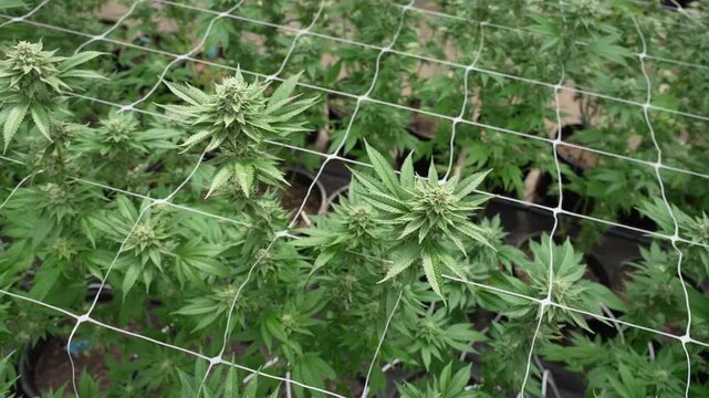 Mature cannabis colas grow upward through a white trellis net in an organized grow room. The shot tracks across dense green foliage and buds, useful for legal marijuana industry visuals.