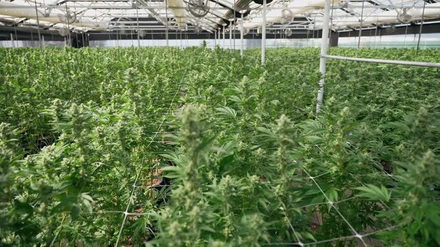 Tall marijuana colas rise through a white support net in a controlled grow room, with dense green foliage filling the frame for agriculture or medical cannabis themes.