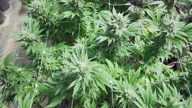 Flowering hemp colas fill the frame as they grow through a white trellis grid inside a controlled growing space, useful for medical or agronomy visuals.
