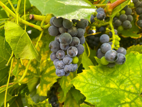 Grapevine with bunches blue sweet grapes in a Mediterranean garden in bright sunlight in summer, Almere, Flevoland, The Netherlands, September 2, 2026