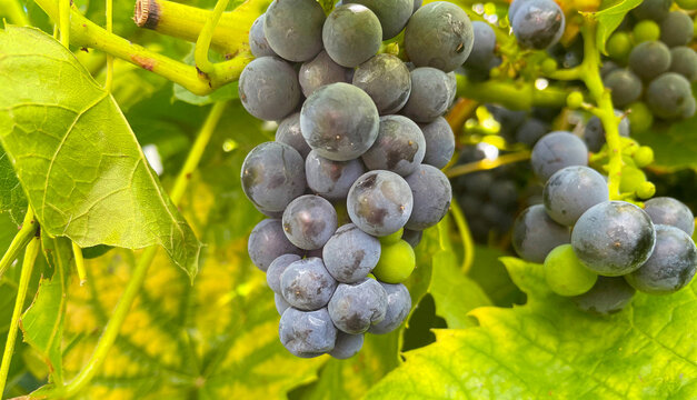 Grapevine with bunches blue sweet grapes in a Mediterranean garden in bright sunlight in summer, Almere, Flevoland, The Netherlands, September 2, 2026