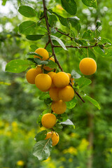 Mirabelle plums growing on a fruit tree   Śliwki dirabelki rosnące na drzewie © Adrian White