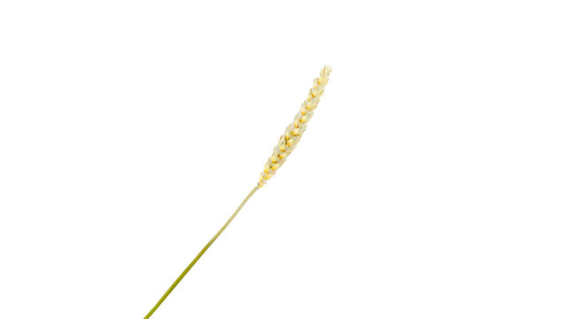 Single slender blade of green grass or plant stem isolated natural growth element