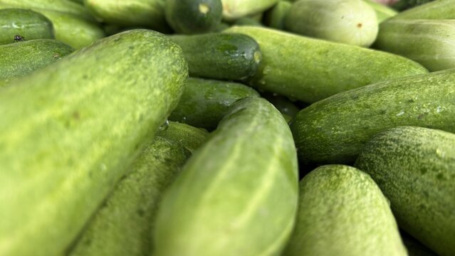Fresh green cucumbers with water droplets piled up closely