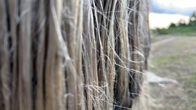 Raw jute fibers drying outdoors with a blurry natural background