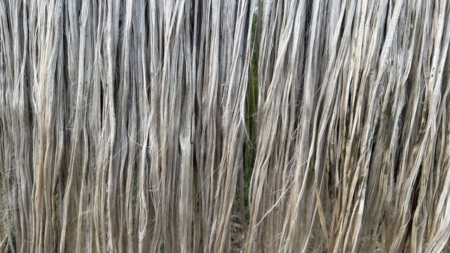 Bundles of raw jute fibers hanging vertically for drying